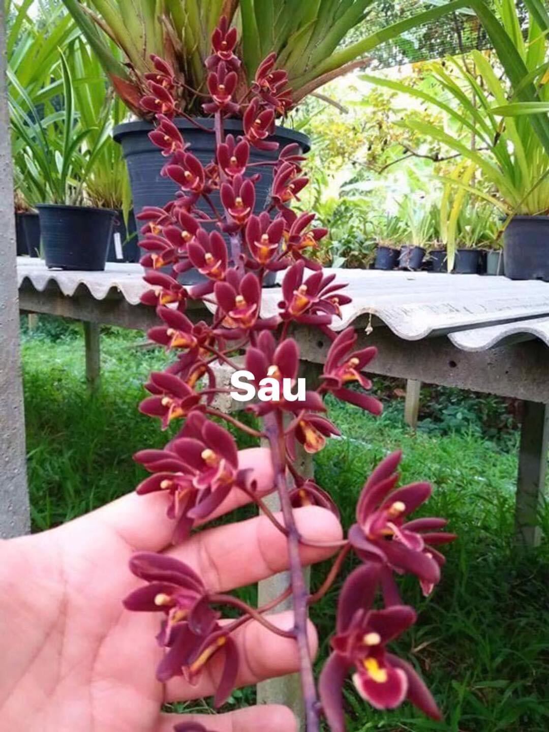 hoa lan kiếm thái