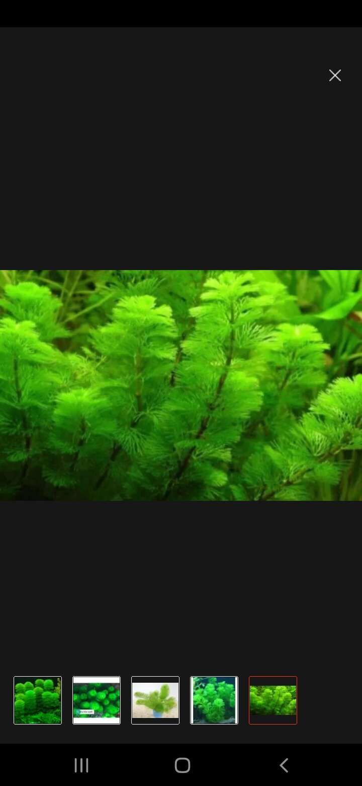 rong tiểu bảo *25 nhánh* tháp thủy sinh cực đẹp