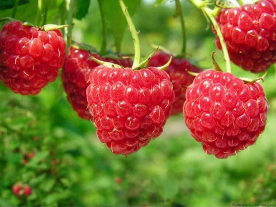 Cây giống mâm xôi (phúc bồn tử)Đỏ, Đen,Vàng