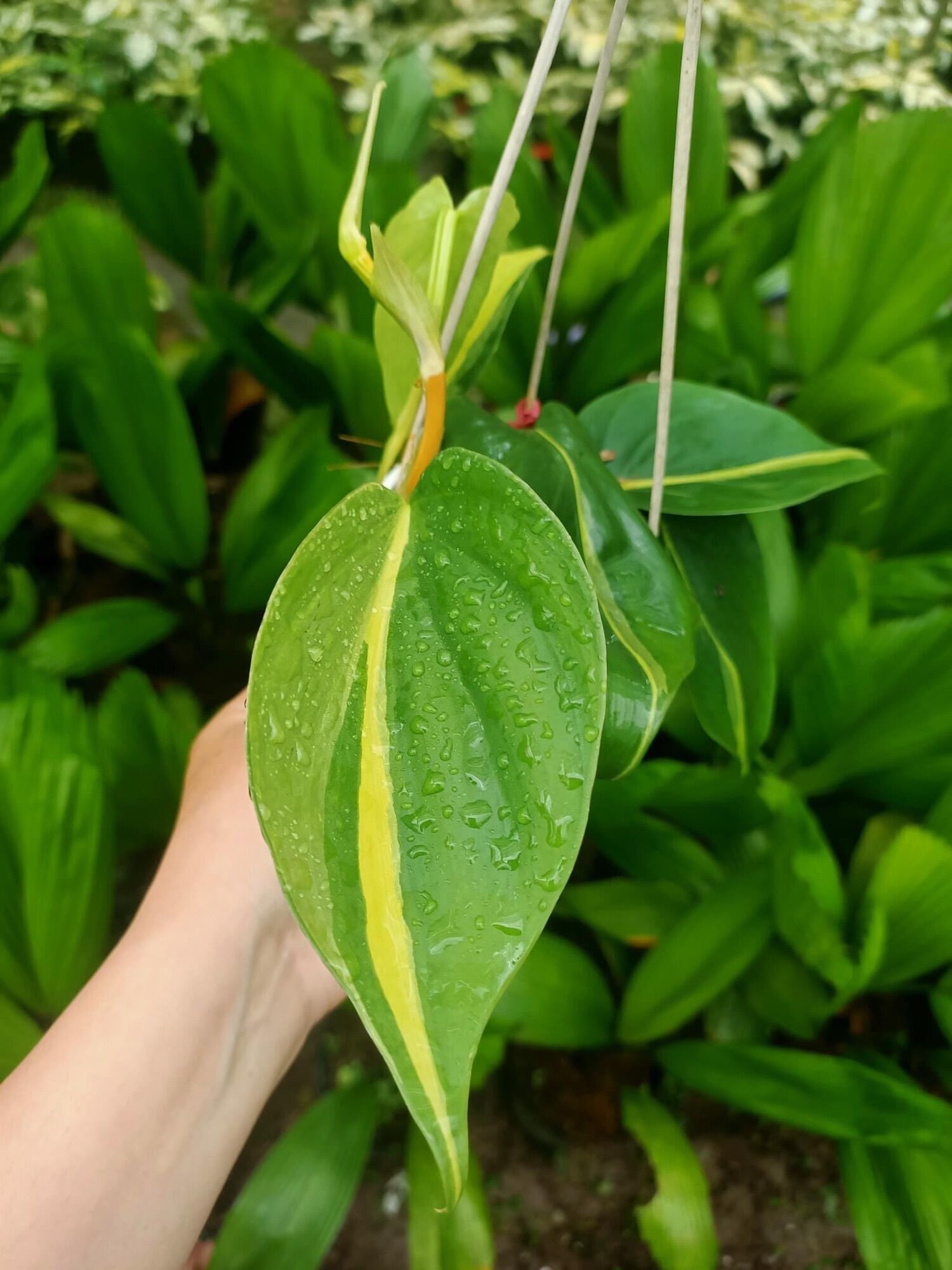 Cây trầu bà brazil/ Philodendron brasil