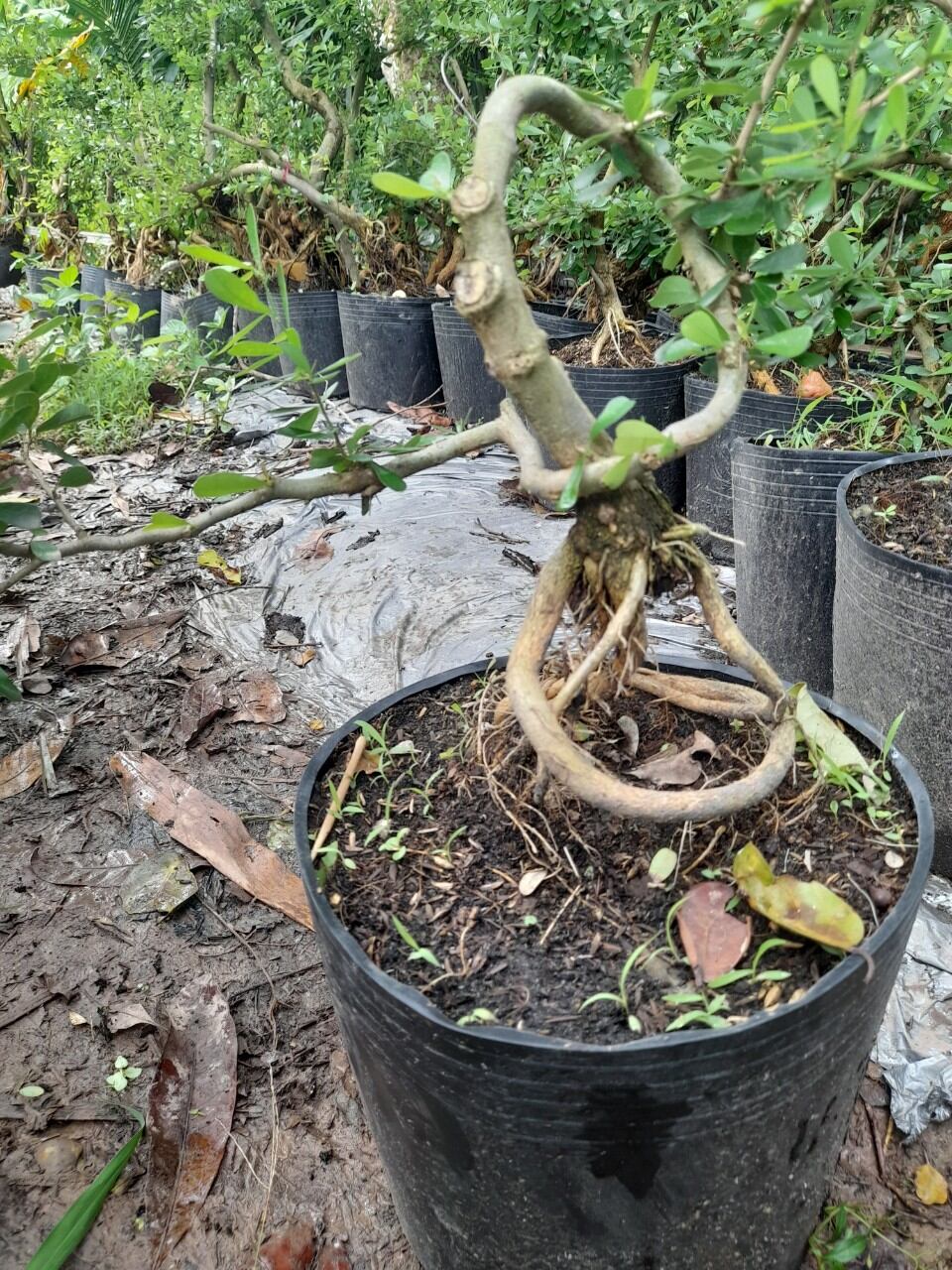 Bong Garden_Phôi Linh Sam Tím siêu bông_ uốn thân sẵn