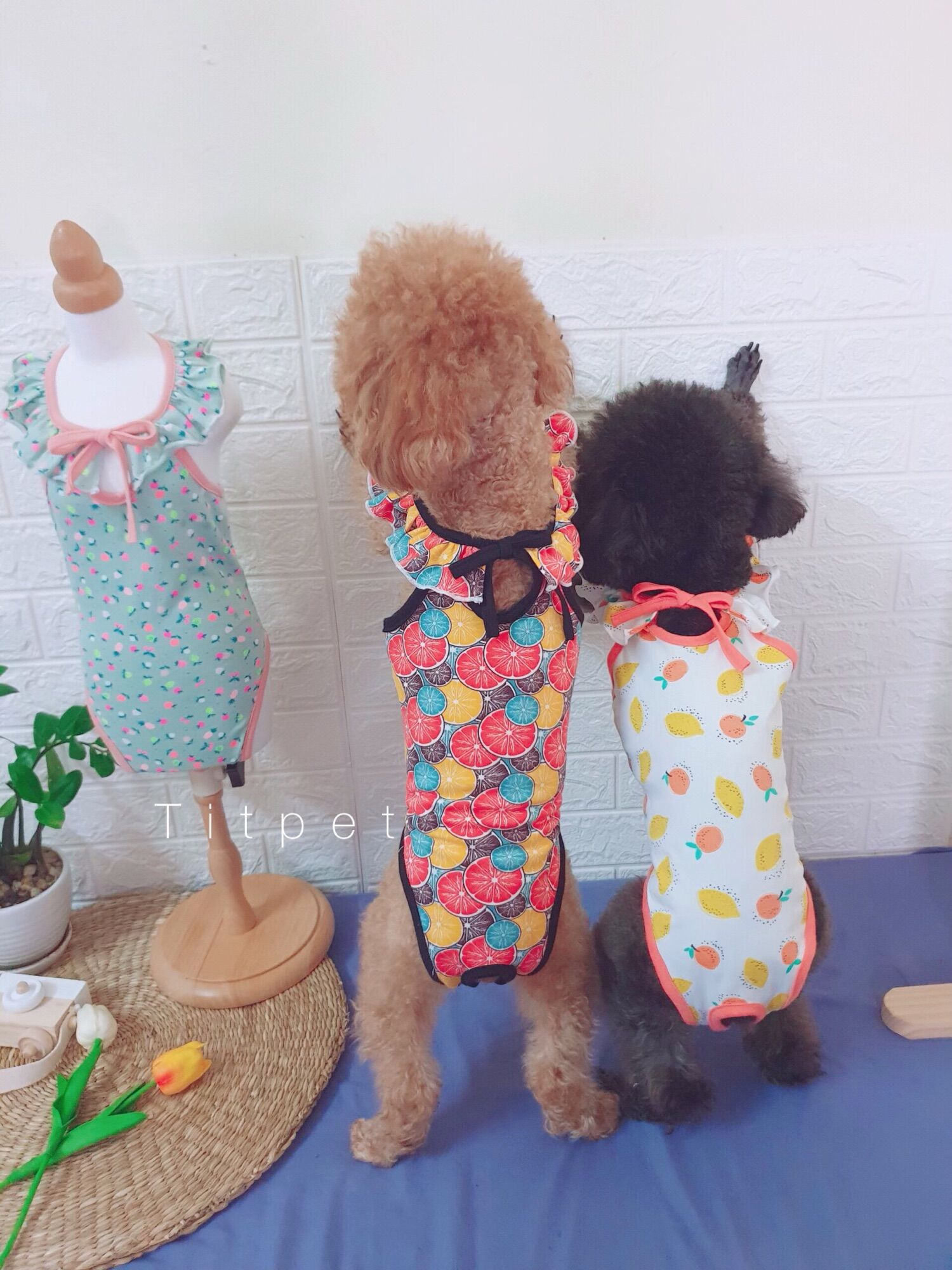 Bikini chó mèo, cổ bèo buộc nơ nhiều màu