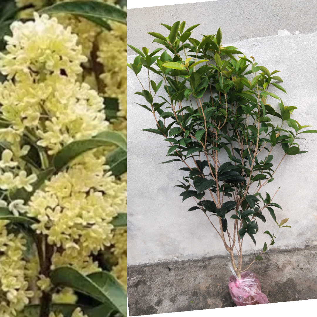 Cây mộc hương ta hoa vàng xịn, 99cm