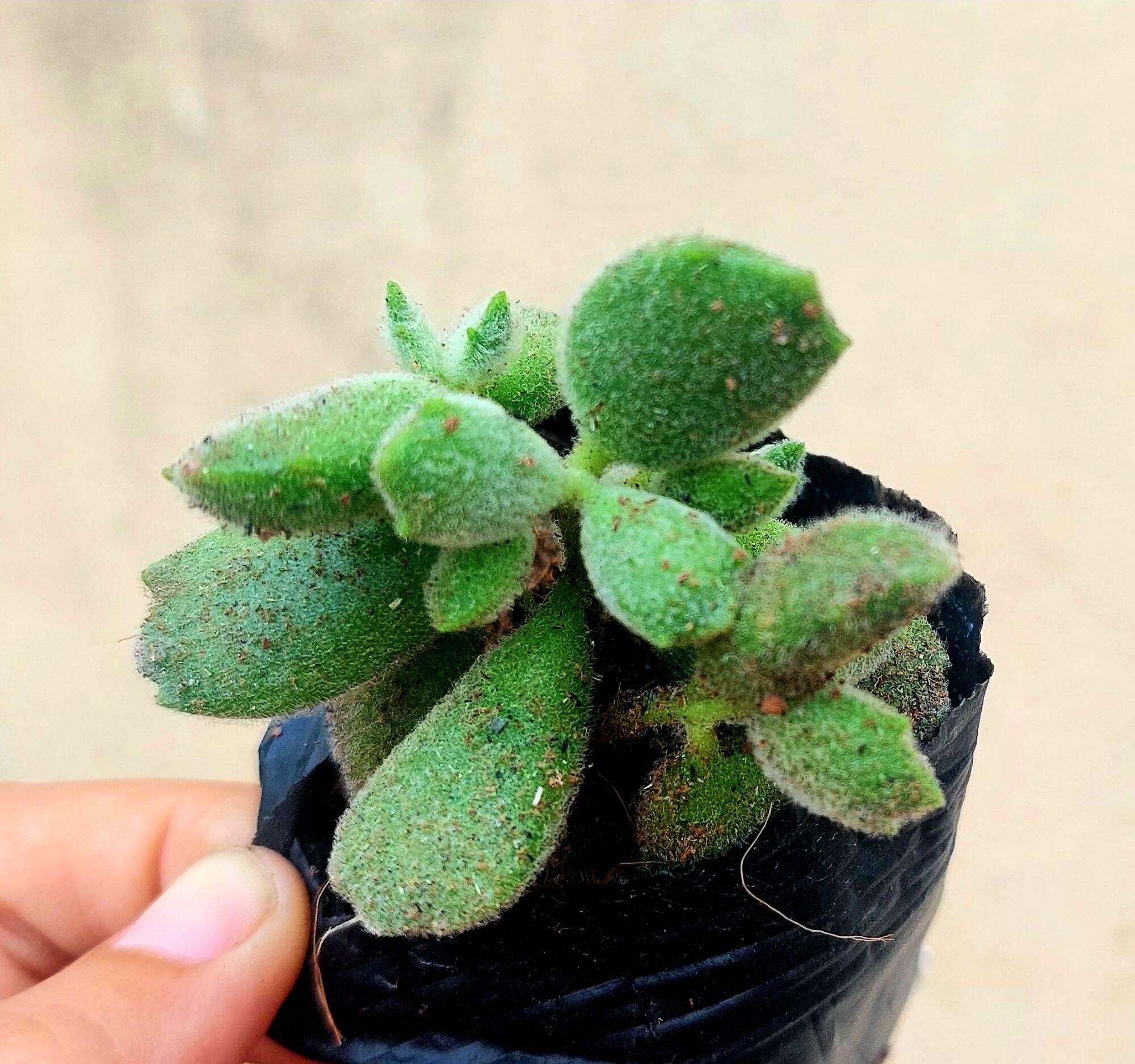 Sen đá TAY GẤU size bầu 5-6 cm