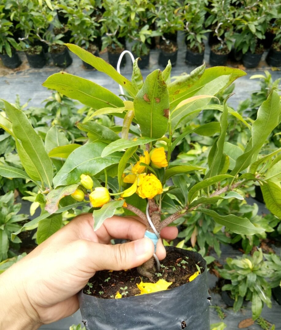 Cây mai vàng đại lộc