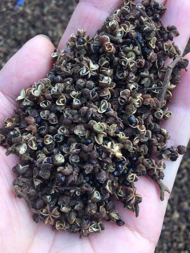 Hạt Mắc Khén ( Hạt Tiêu Rừng) Tây Bắc 100 Gram