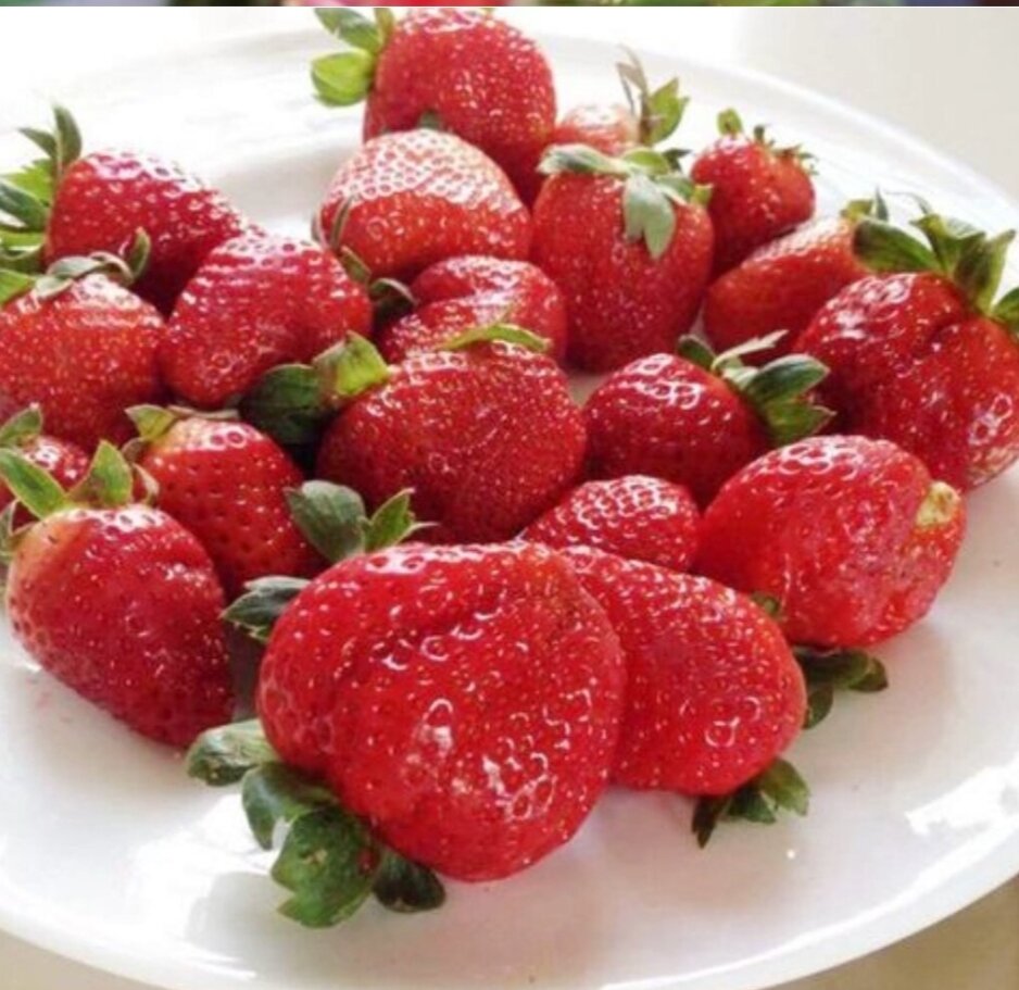 Combo 11 cây mô vỉ dâu Hàn GOUSEL