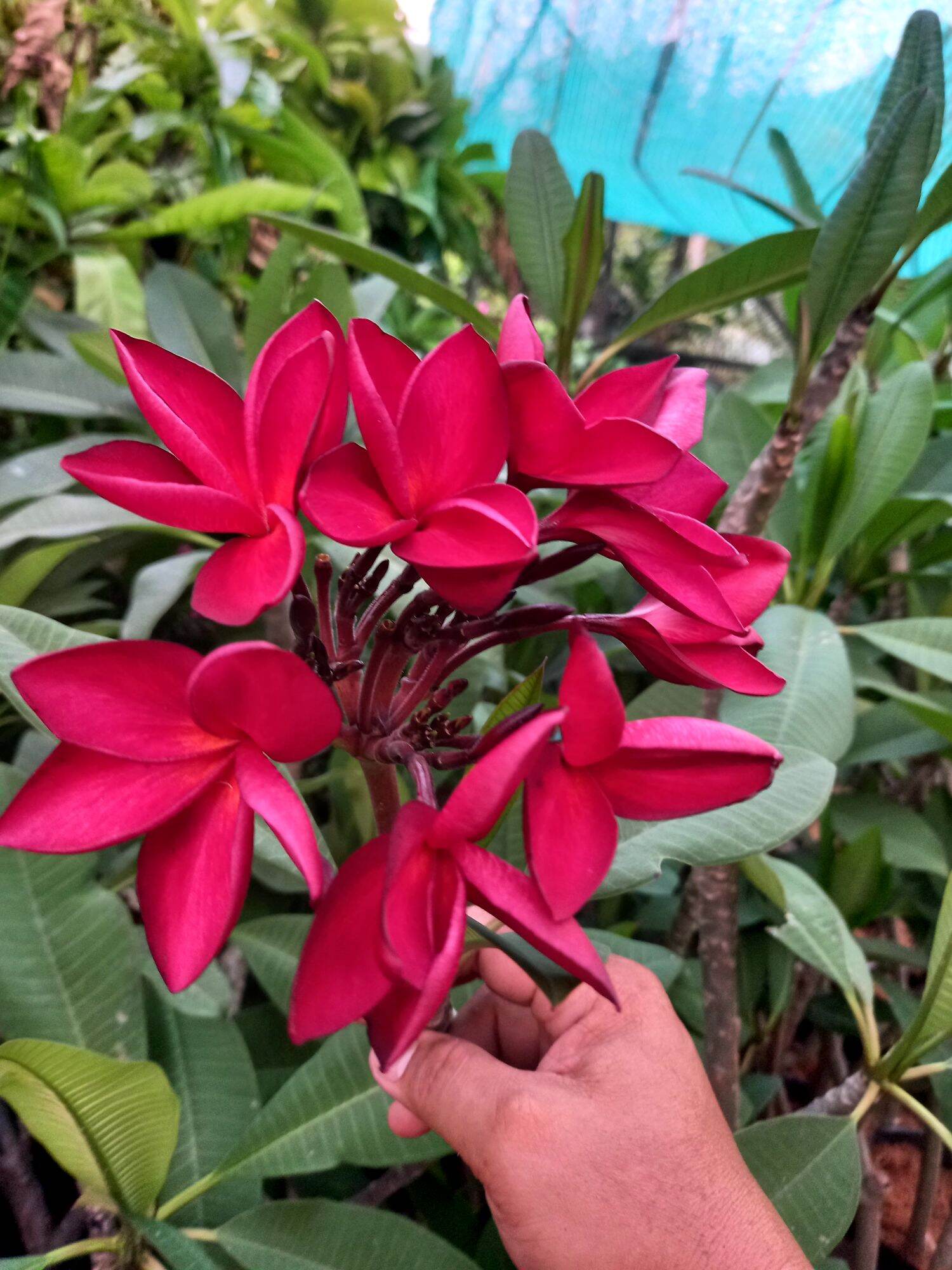 Cây sứ đại đỏ hoa thơm