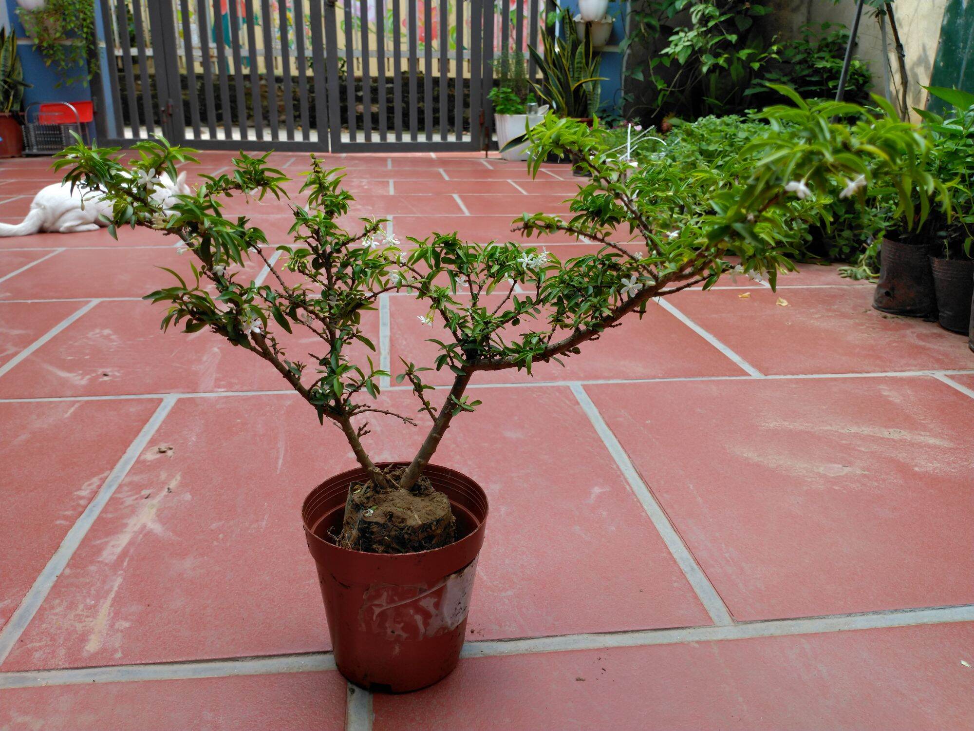 Cây Mai Chiếu Thủy Bon sai mini