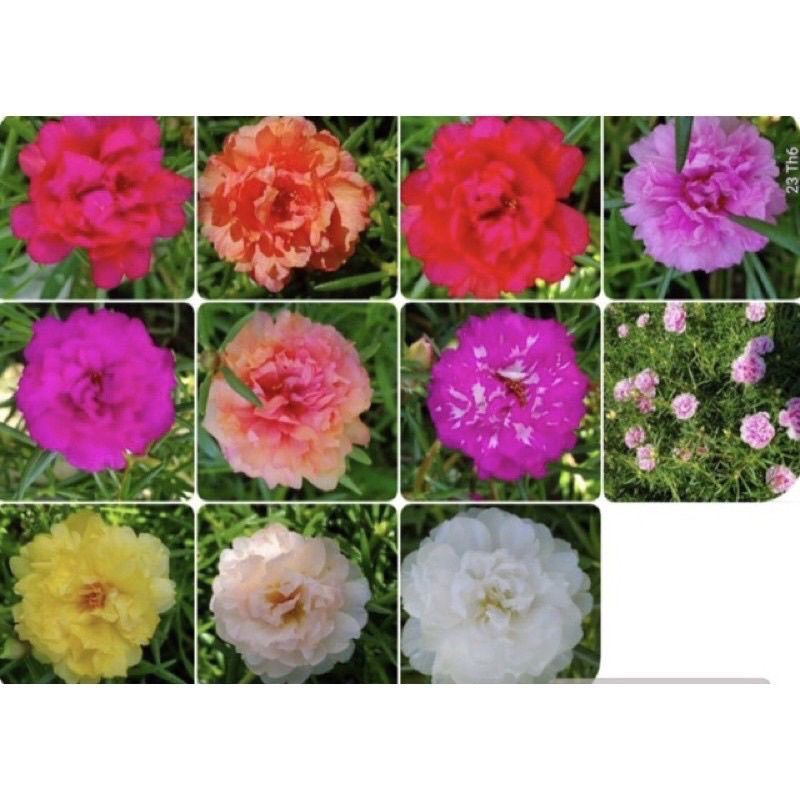 Hoa mười giờ thái hoa tết