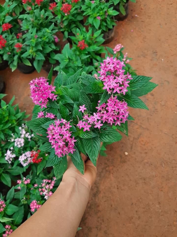 Cây hoa diễm châu chịu nắng tốt