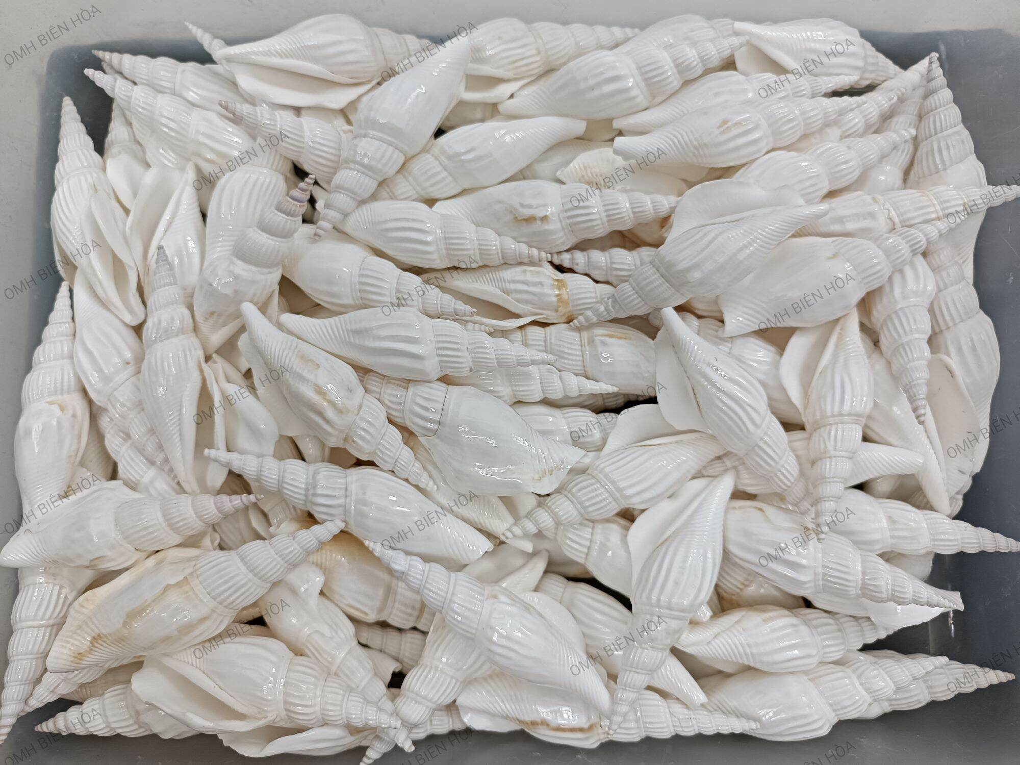 Vỏ Ốc Nhảy trắng bóng.OMH Biên Hòa