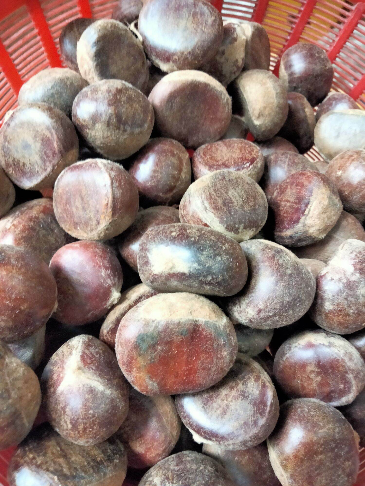 Hạt dẻ Sapa ngọt bùi (Loại 1 siêu to)