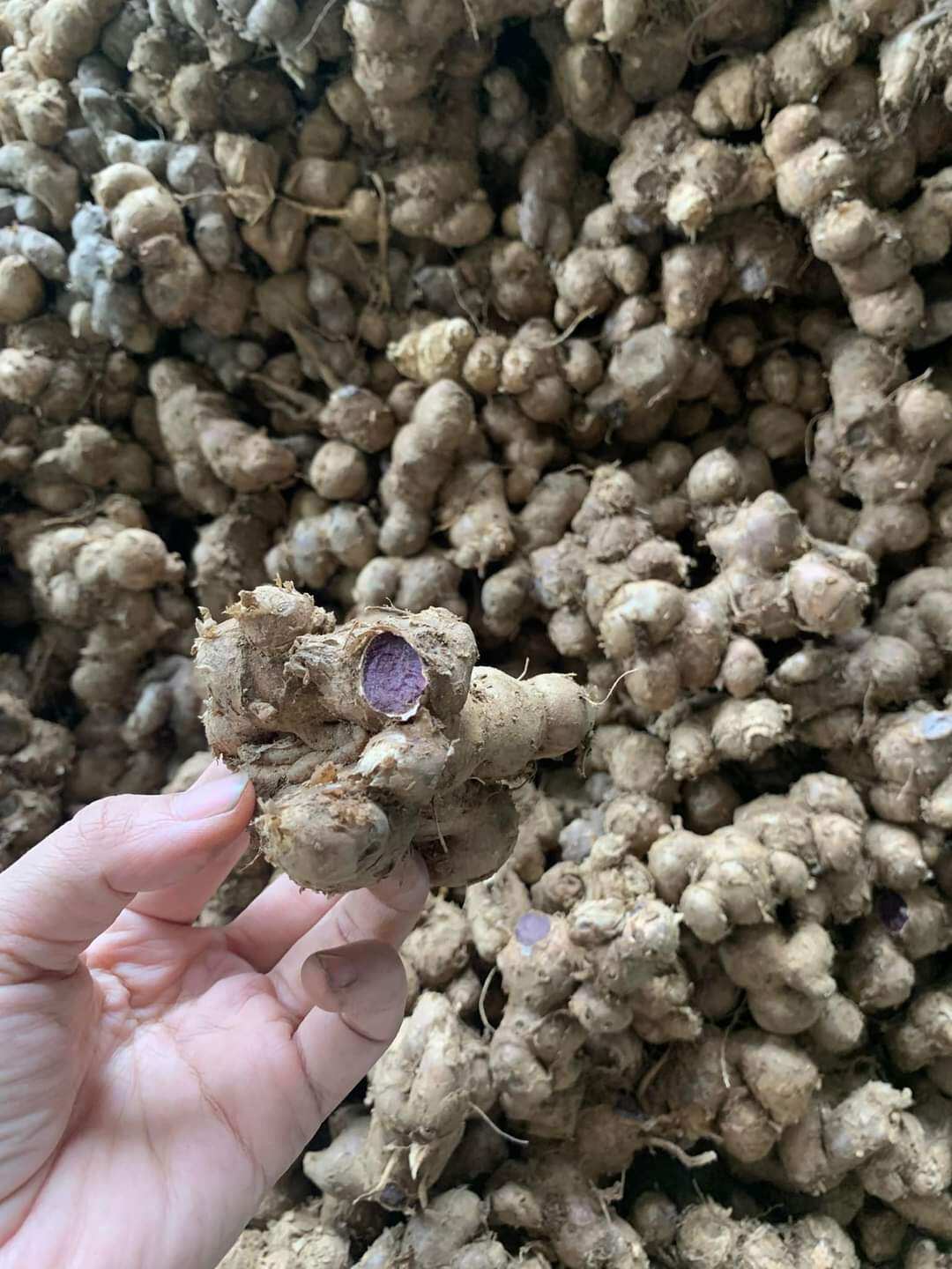 1kg GỪNG ĐEN( ĐÀO NÚI)