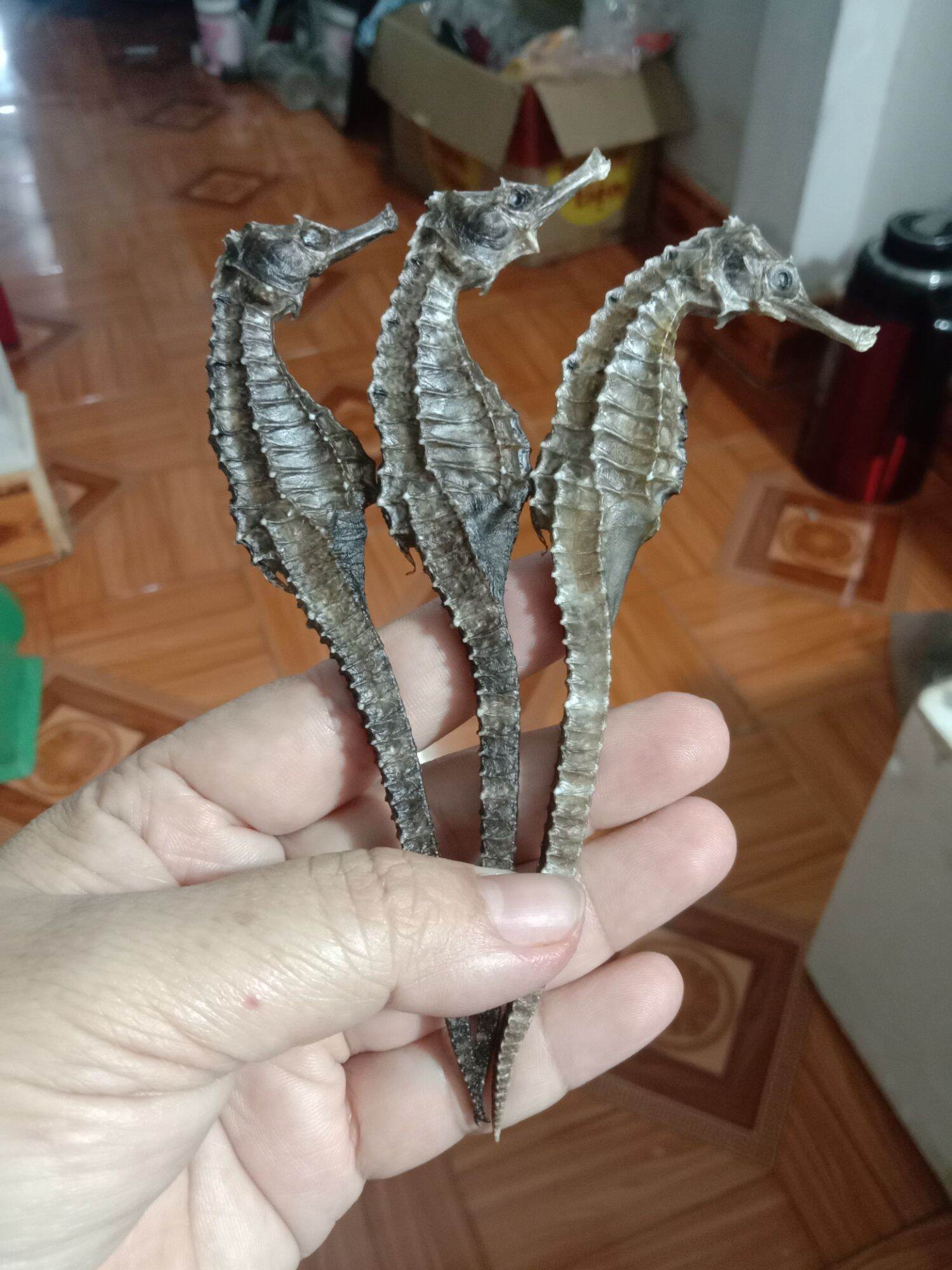 1 cặp cá ngựa khô to 13cm