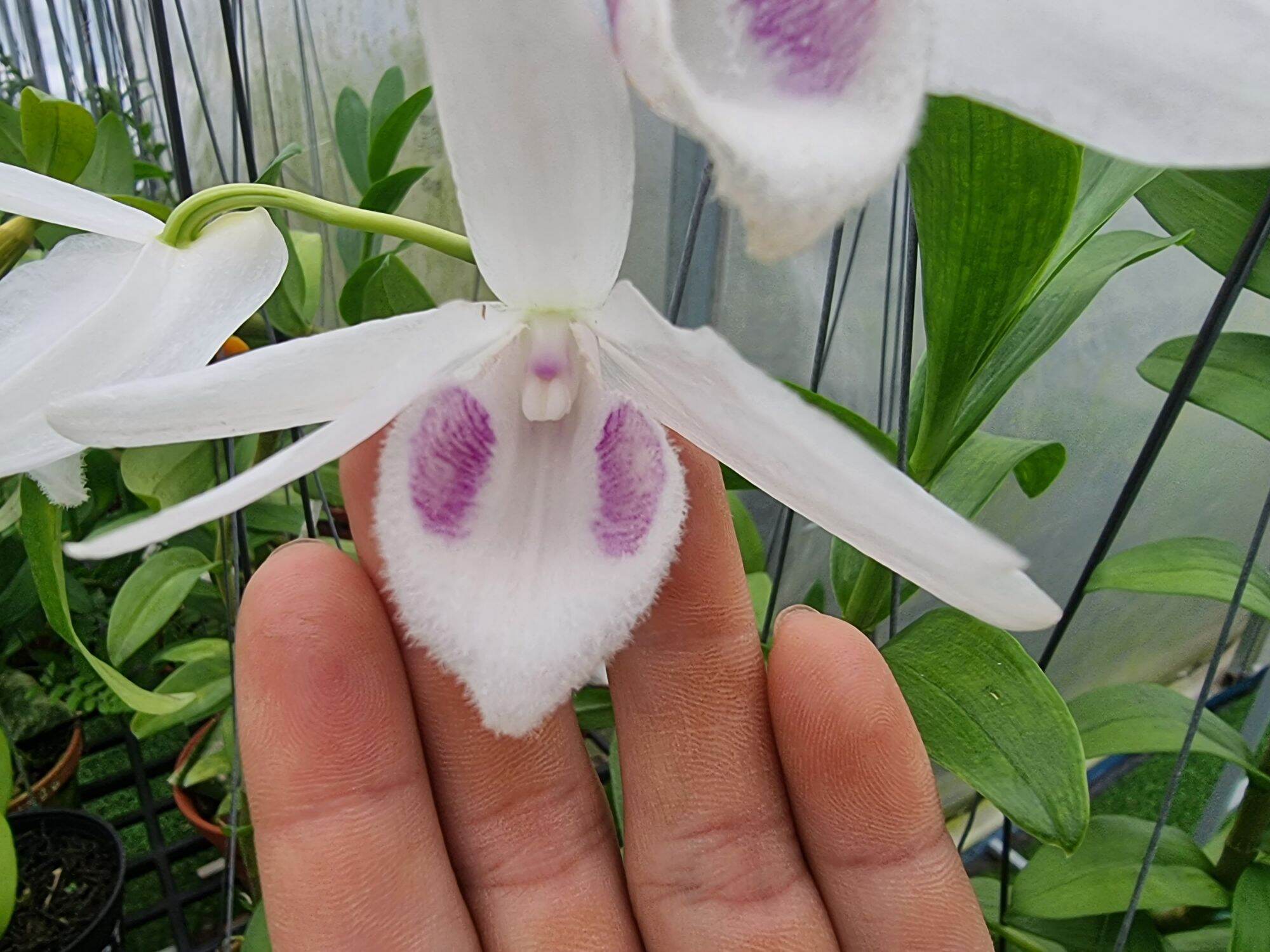 hoa lan 5 cánh trắng phú thọ trồng trong cốc