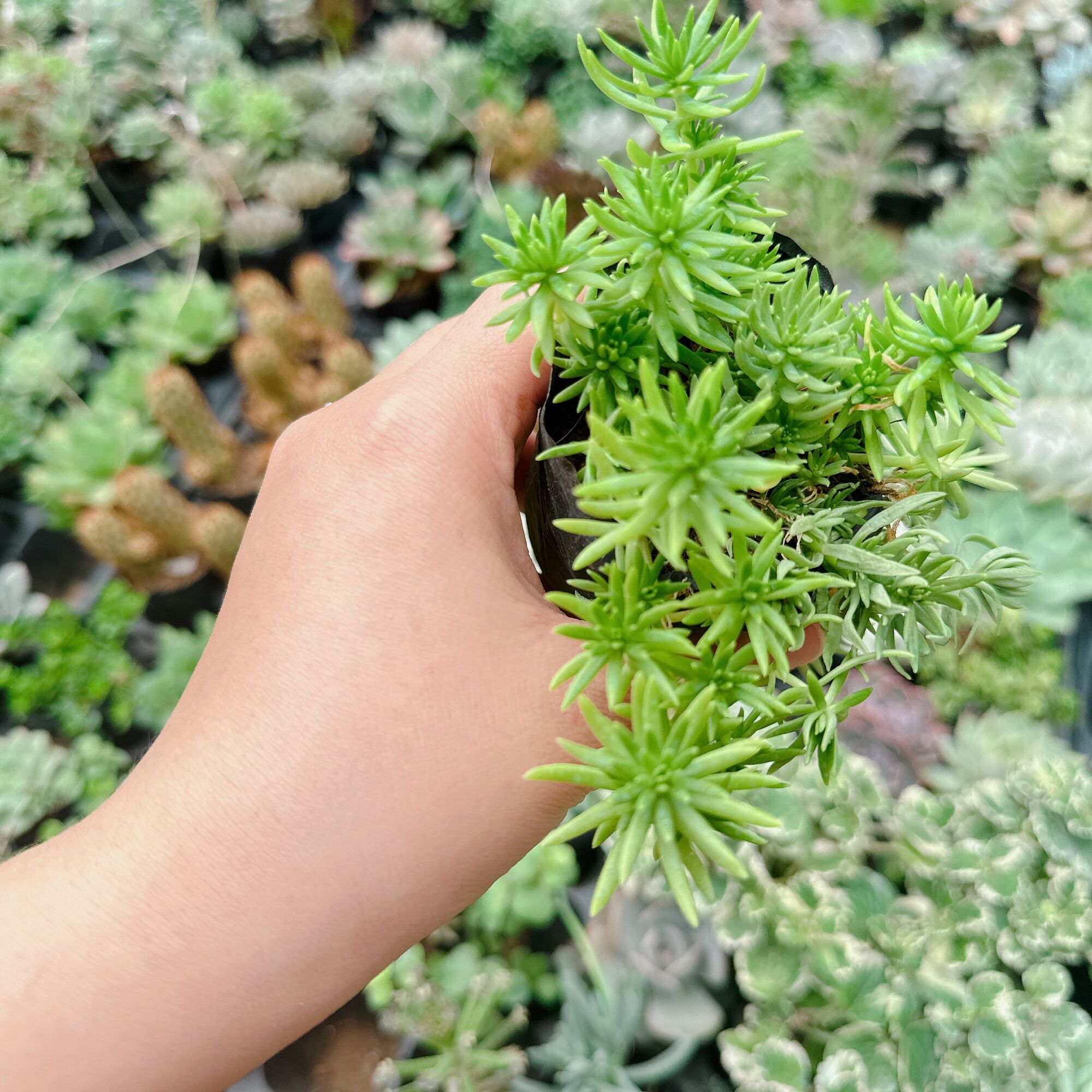 Sen đá sedum xanh size bầu