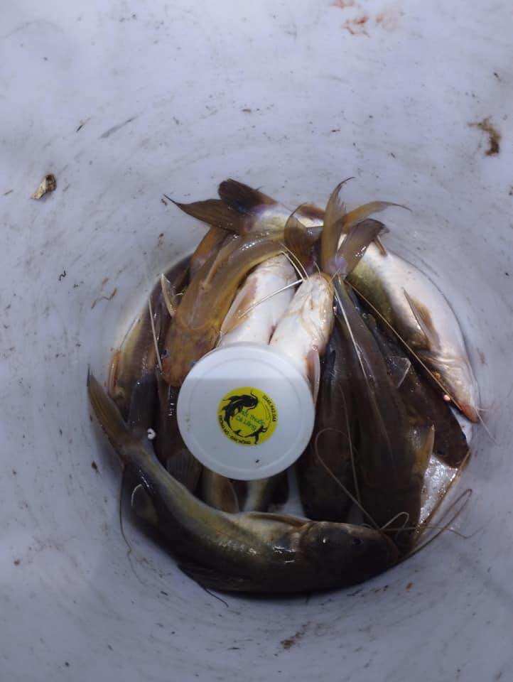 MỒI THUỐC CÁ LĂNG CÁ DA TRƠN 500G