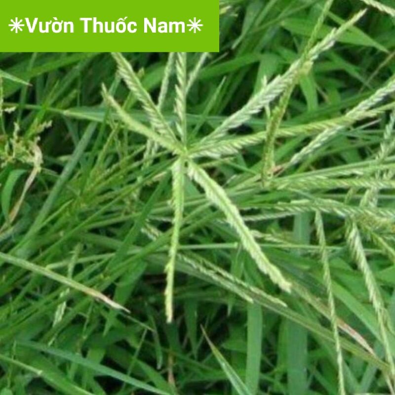1kg cây cỏ mần trầu tươi cả rễ
