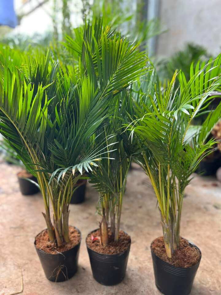 Cau  vàng đài loan