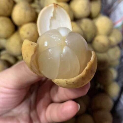 cây giống Bòn Bon Thái