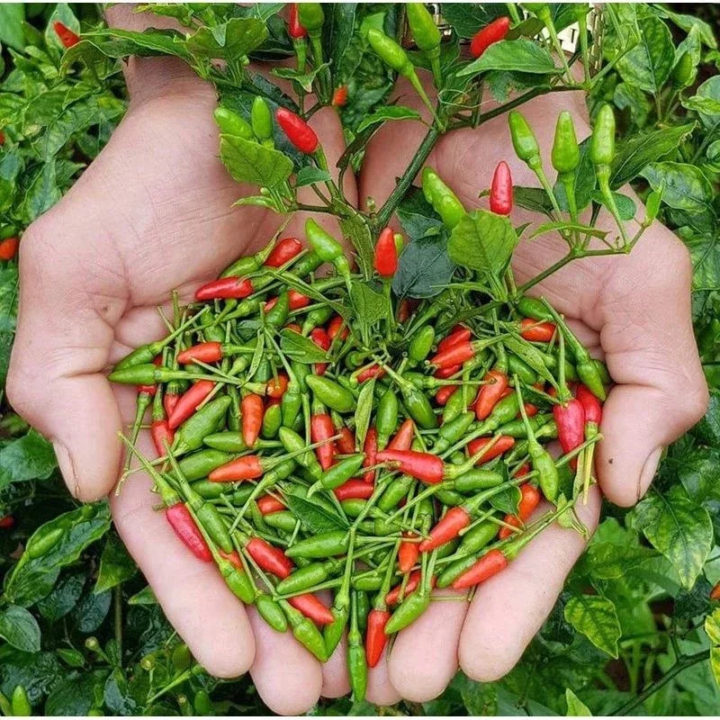 CÂY ỚT SỪNG cay thơm đang hoa