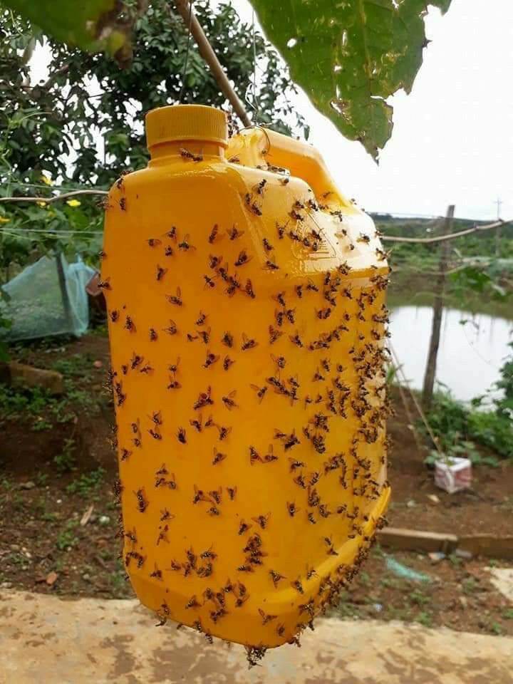 [HCM]Keo xịt bẫy ruồi vàng lọ 450ml