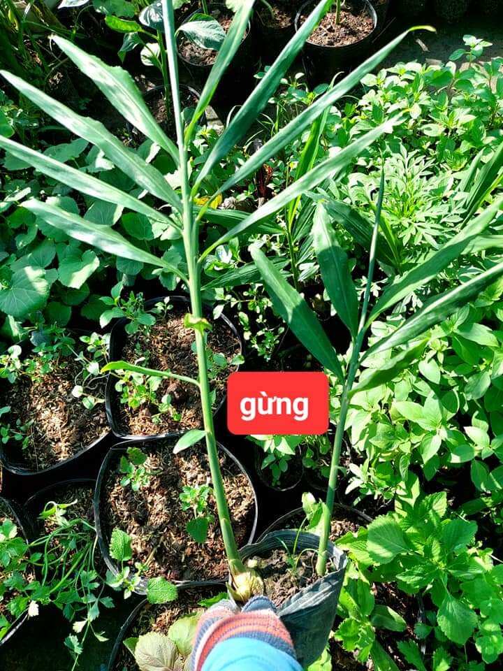 Cây giống - 1 cây gừng ta, ươm sẵn bầu đất