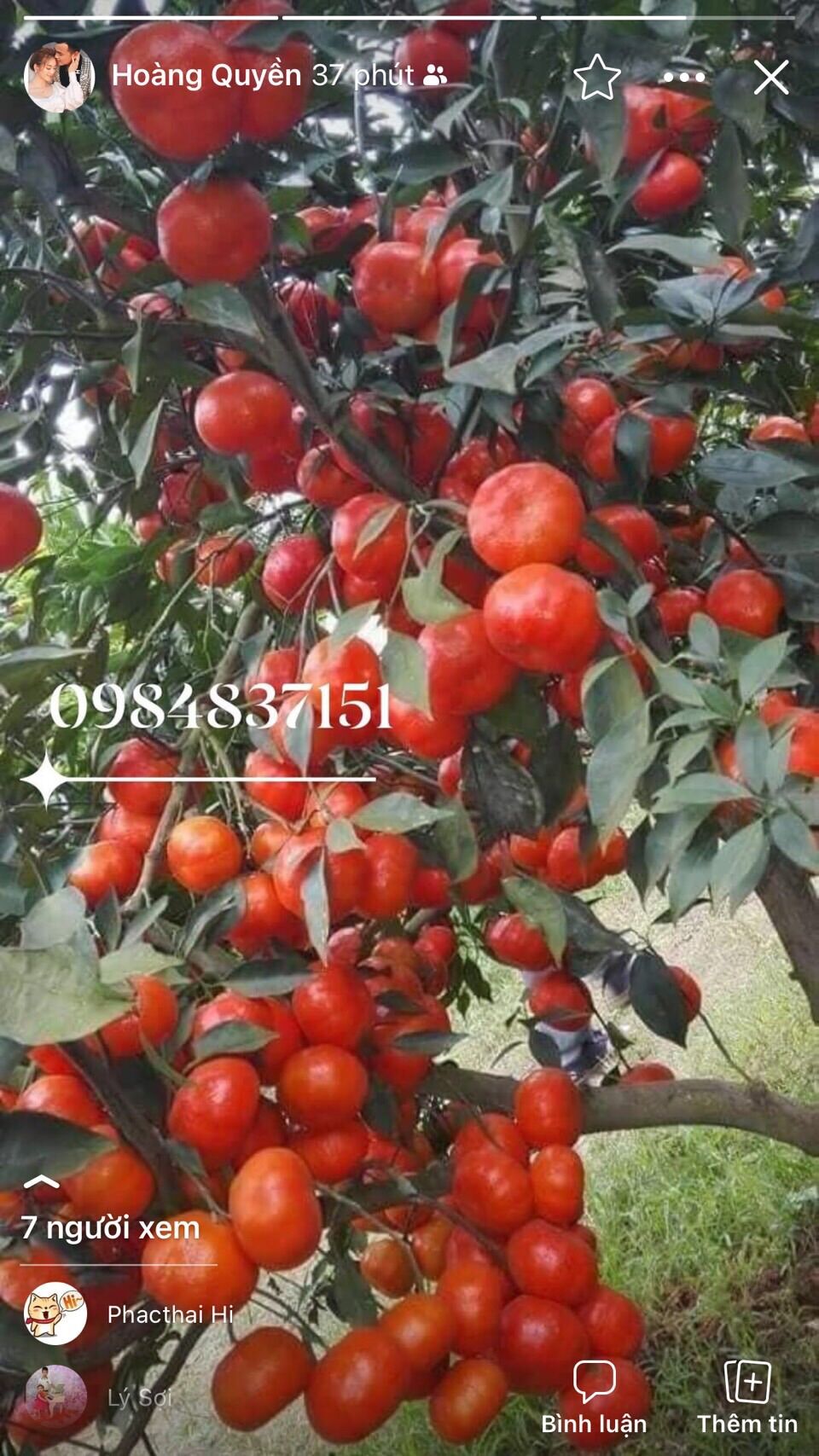 thuốc trừ nhện Detect 500sc chai 240ml