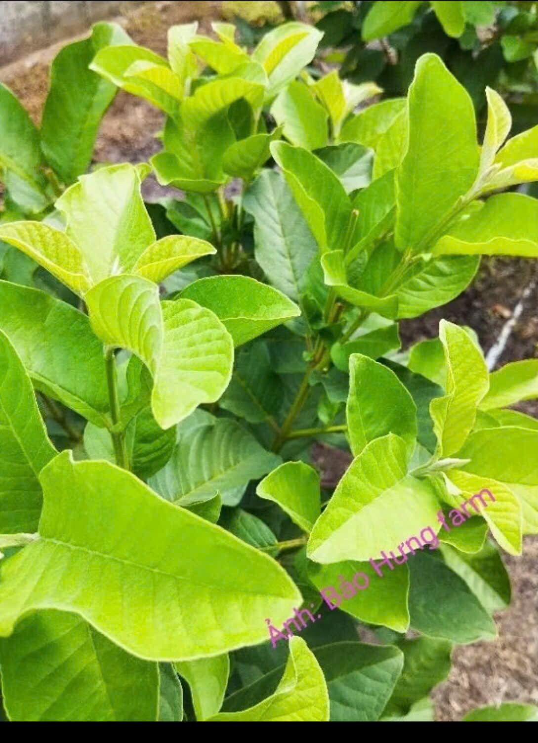 2kg lá ổi tươi, hỗ trợ giảm cân