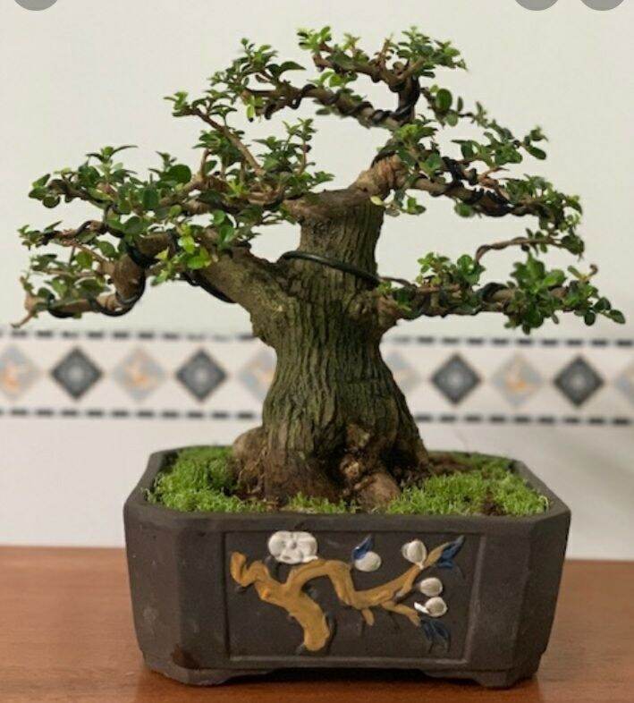 Sam hương bonsai mini dạng phôi