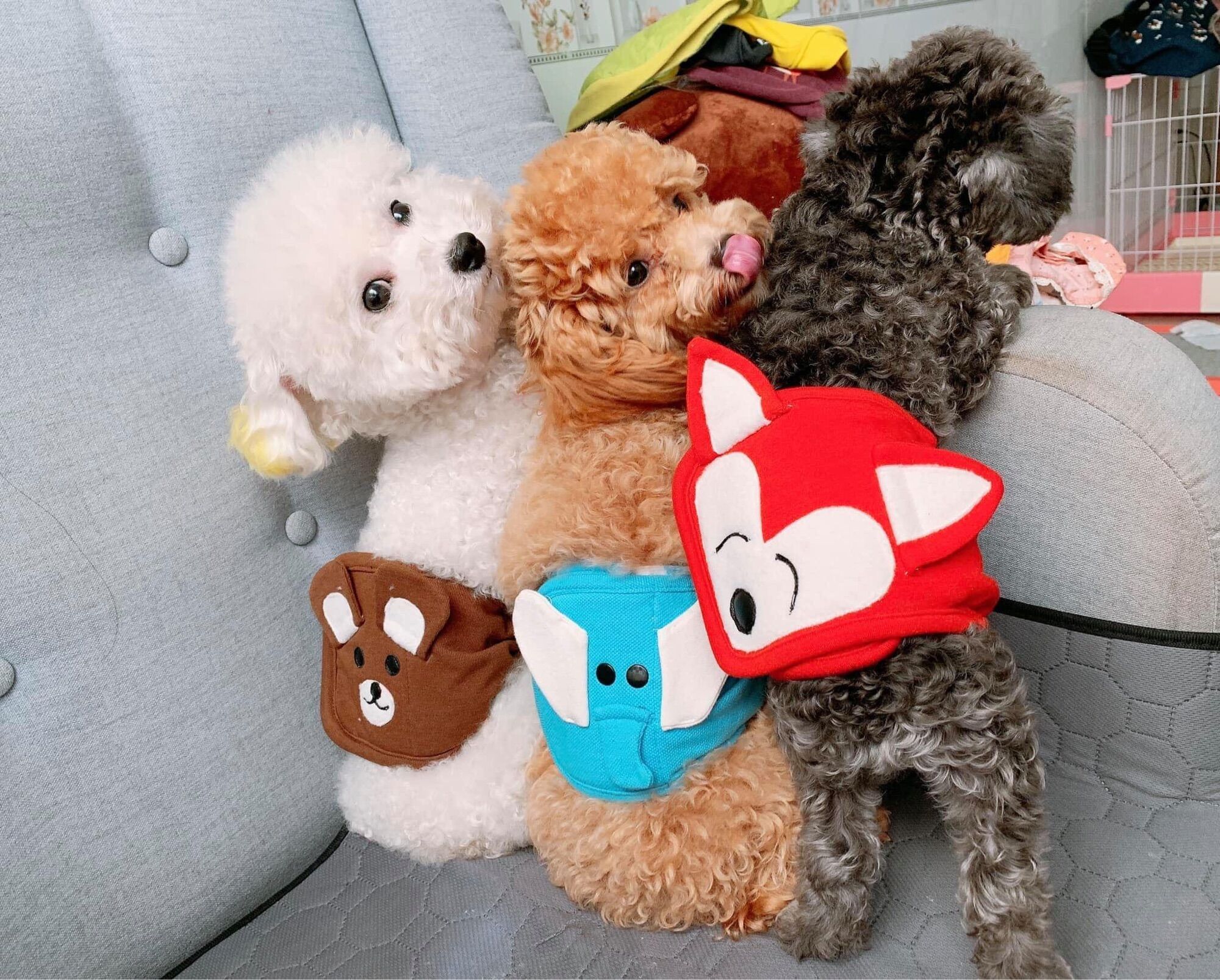 Tã quấn sinh lý cho cún đực