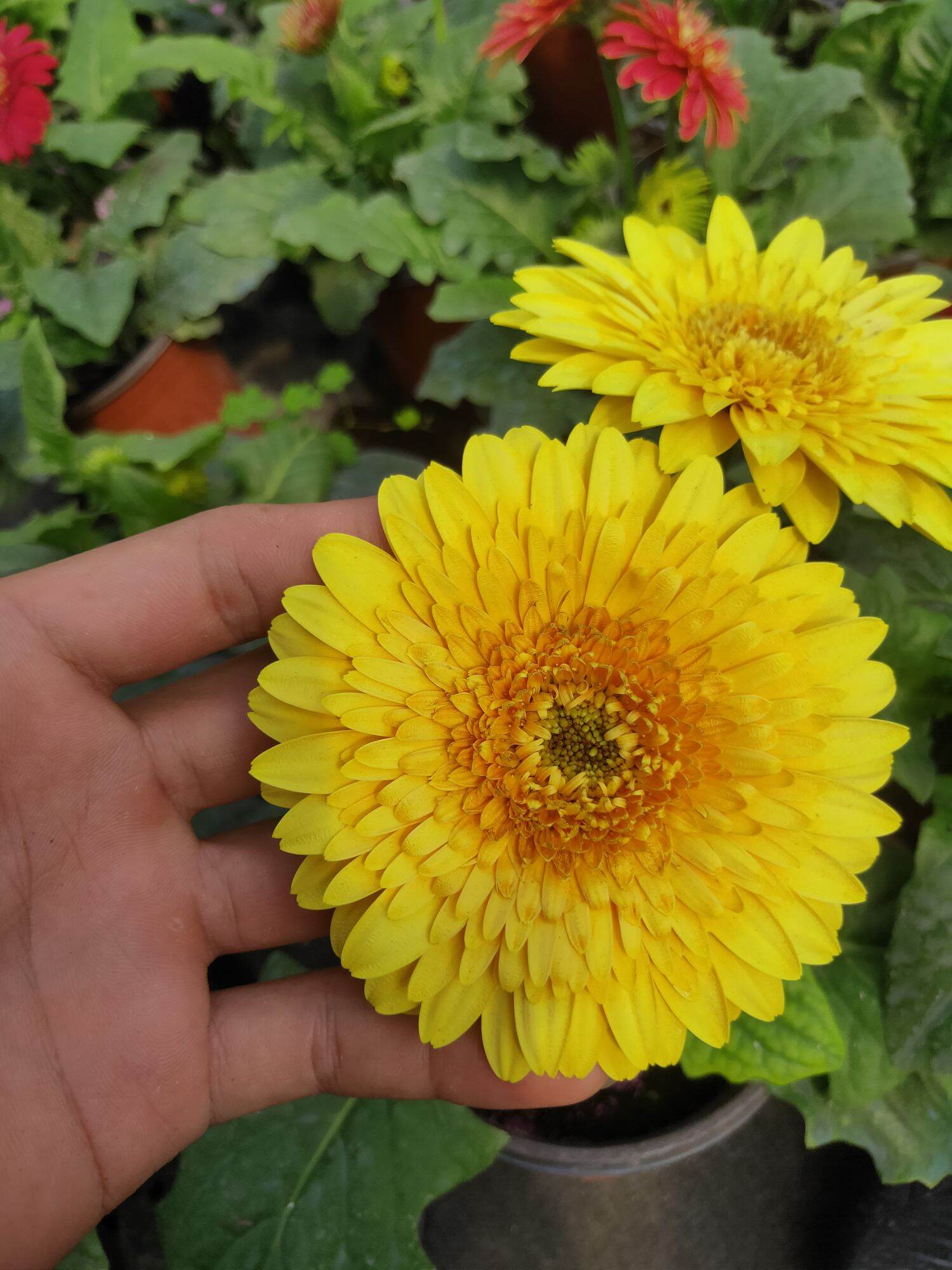 Lùn siêu nụ chậu 1 cây( đang nụ và hoa)