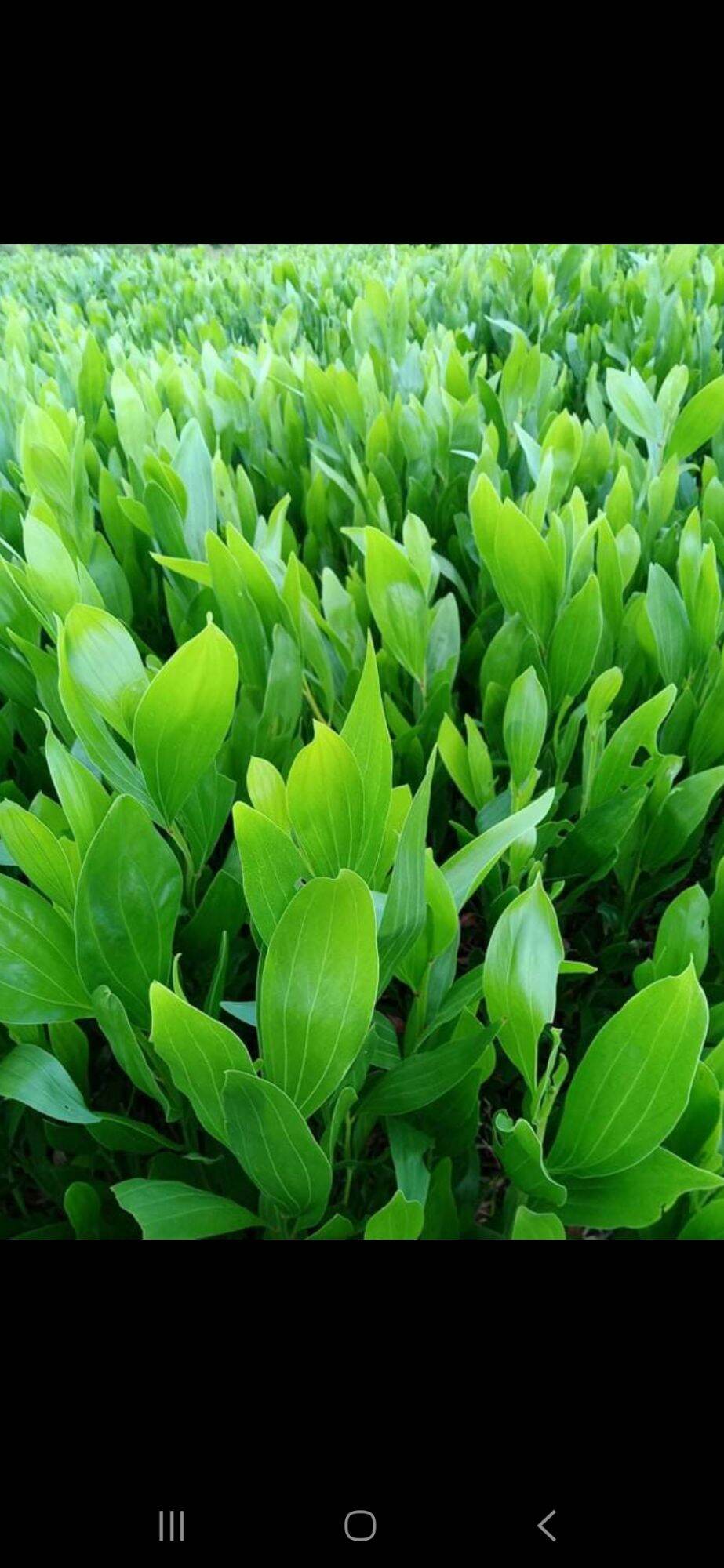 250 gram hạt giống keo tai tượng