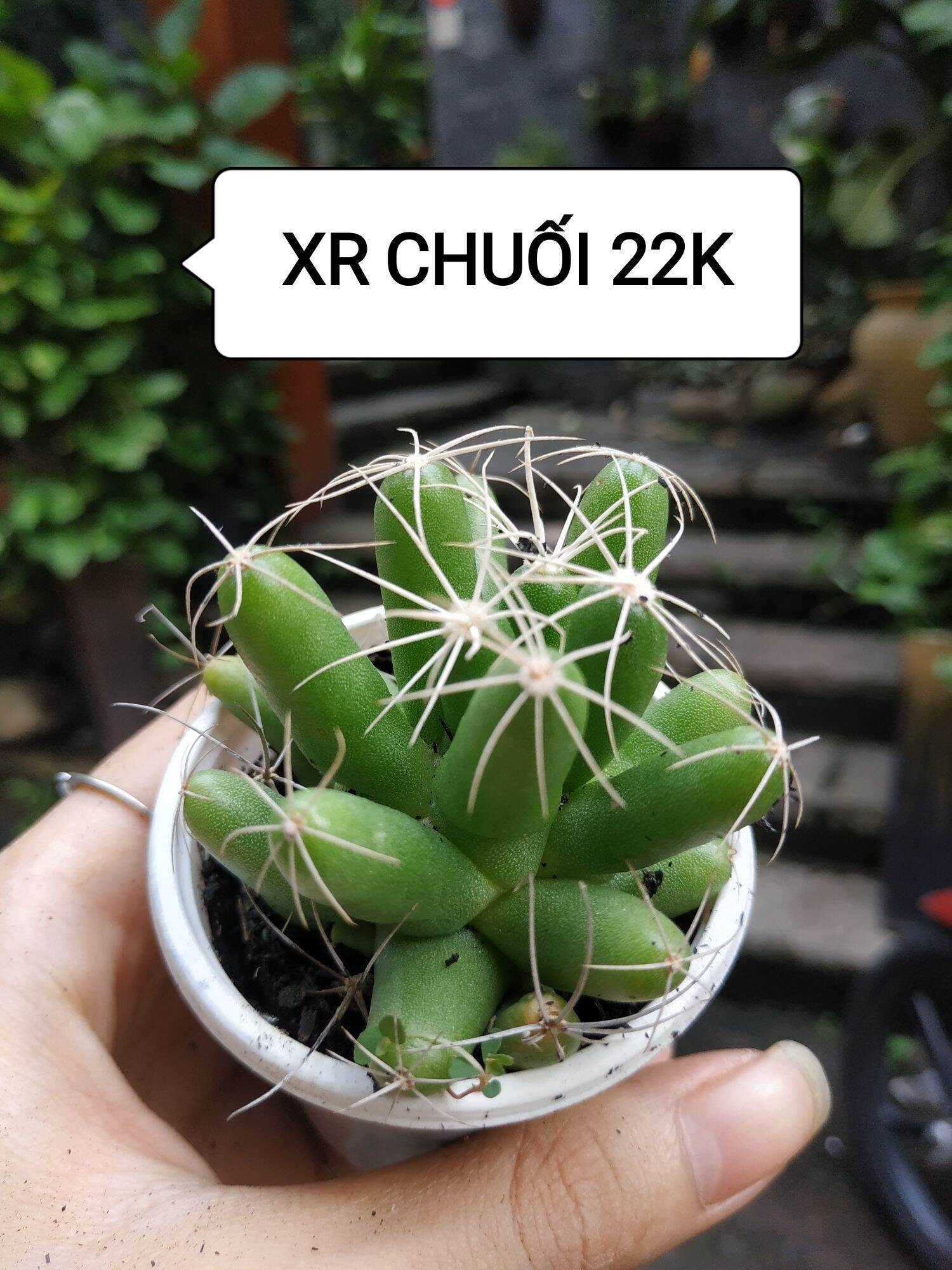 Xương rồng chuối