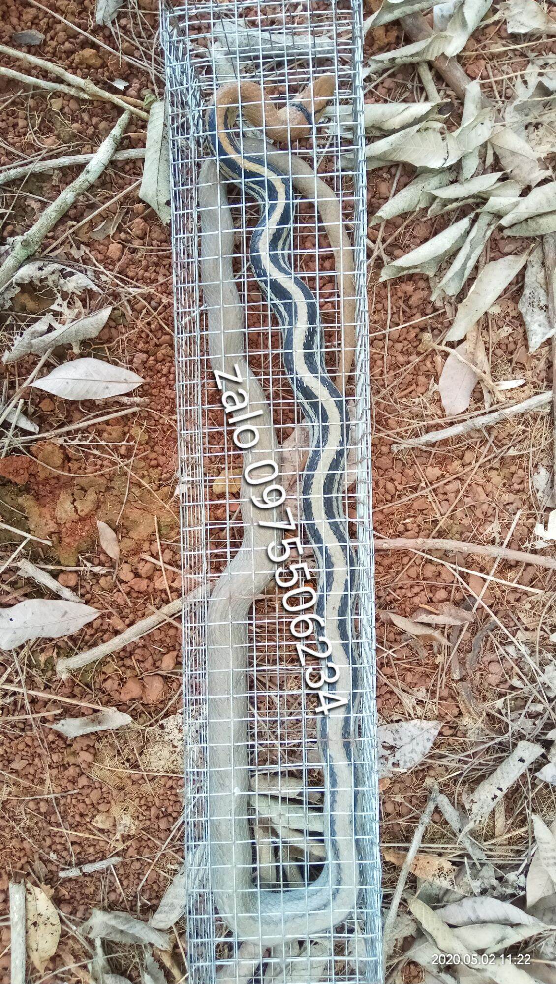 Lồng bẫy rắn 2 hom (dây rút)