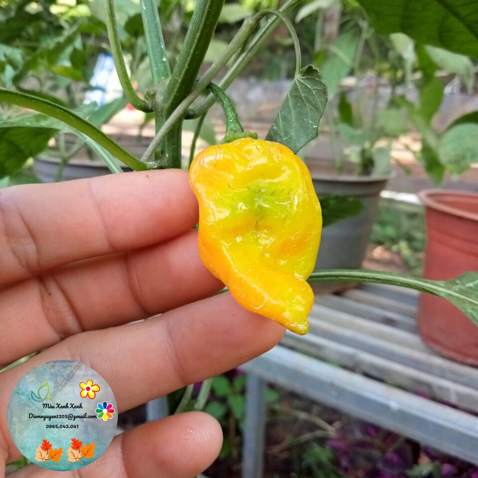 [CG] Cây Ớt habanero (màu vàng đồng) giá 100k/cây.