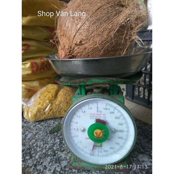 Quả dừa già khô nhiều nước cùi dày loại to