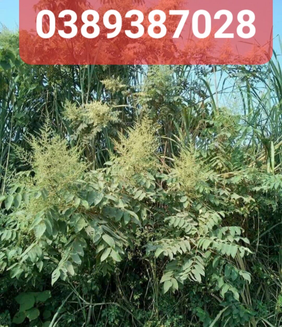 cây muối khô 1kg,sạch sẽ thơm ngon hỗ trợ suy thận