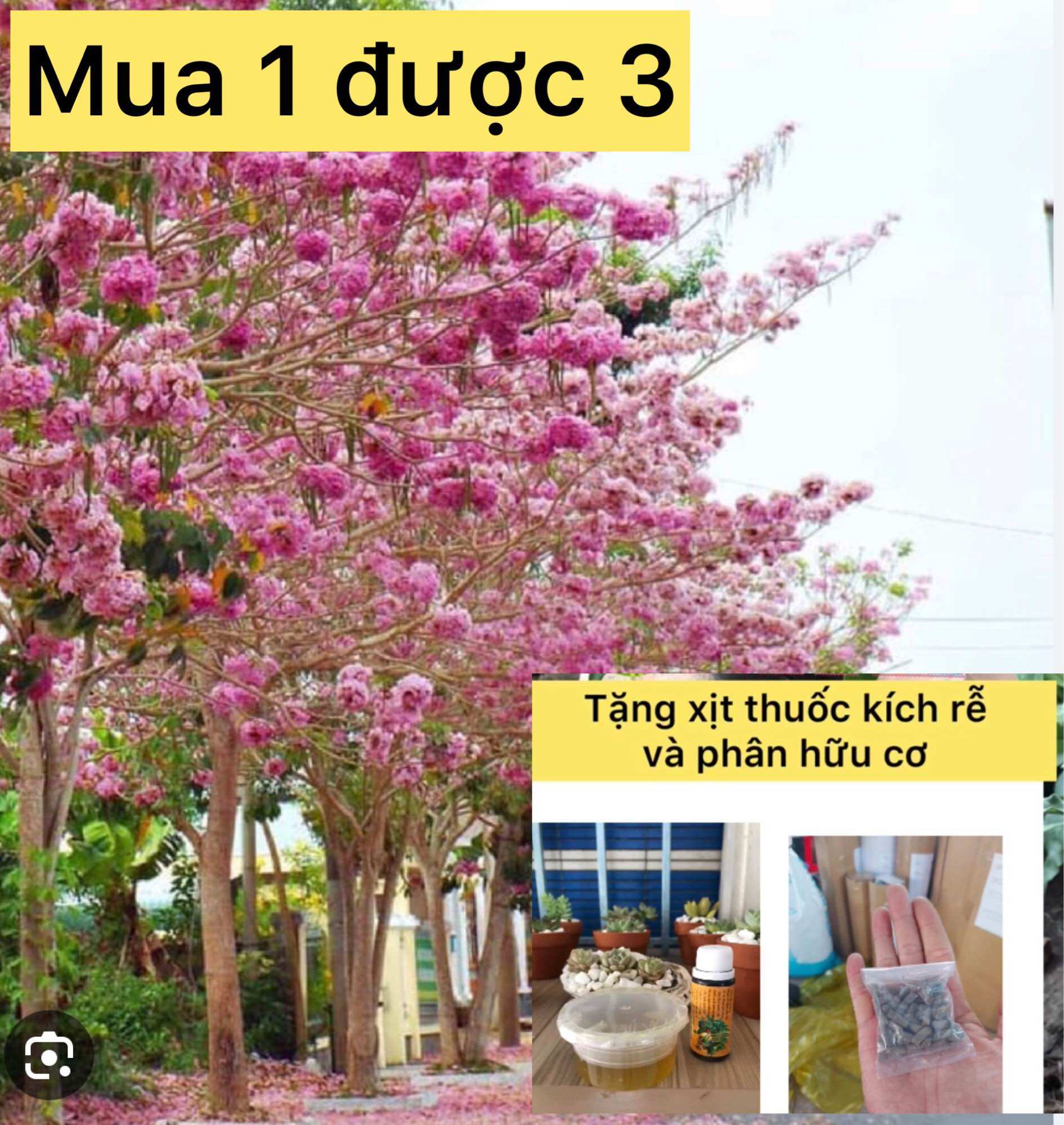 Cây kèn hồng tặng kích rễ như hình caykiegsadec