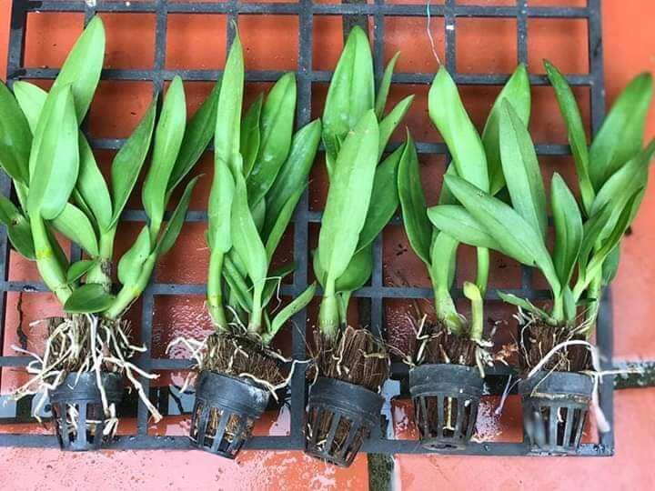 Denro nắng bà liễu giống