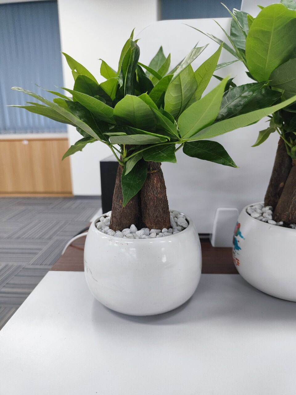 Cây kim ngân tam lộc chậu sứ tròn, cây phong thủy mang may mắn tài lộc, trang trí bàn làm việc, làm quà tặng ý nghĩa