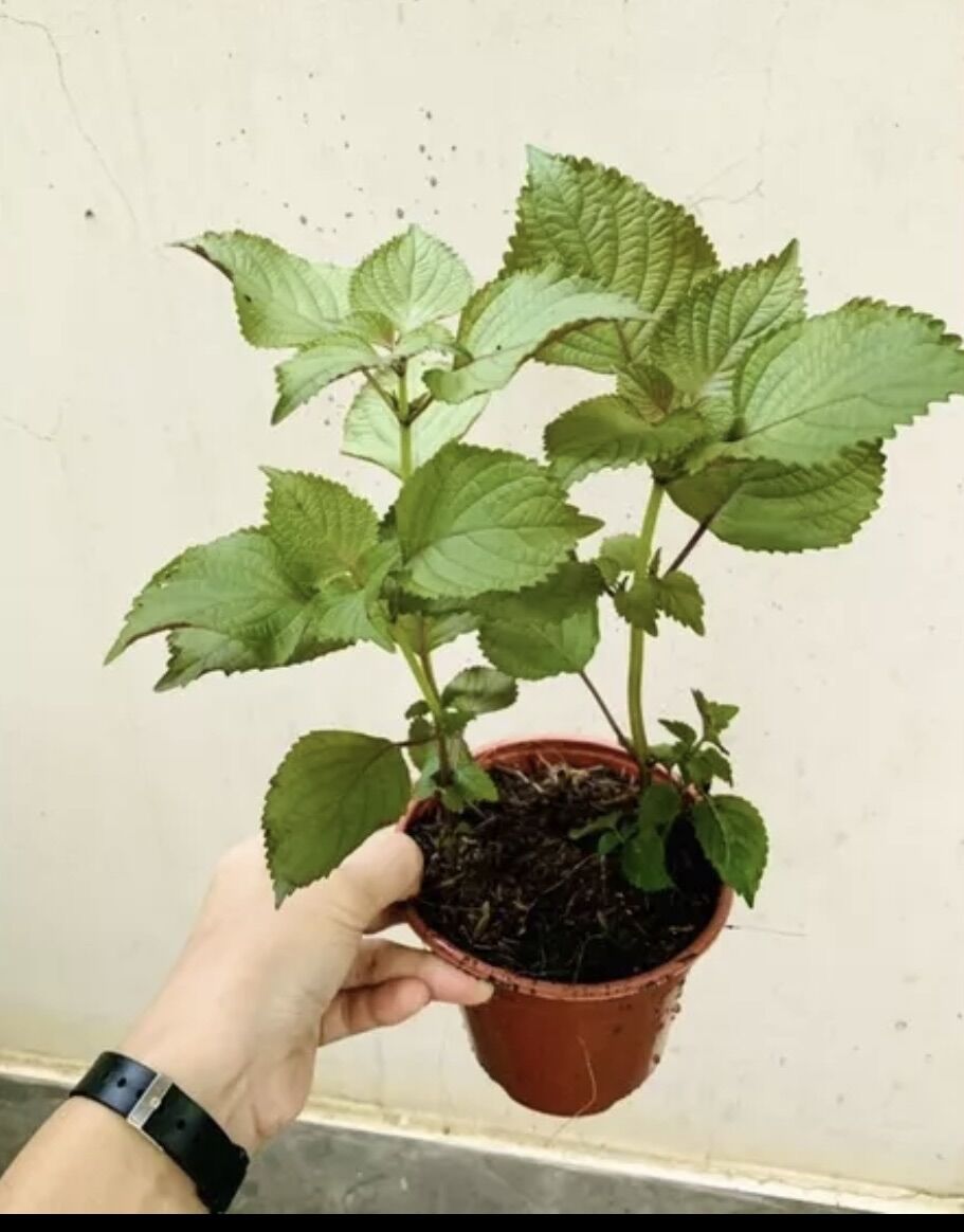 Chậu cây rau tía tô
