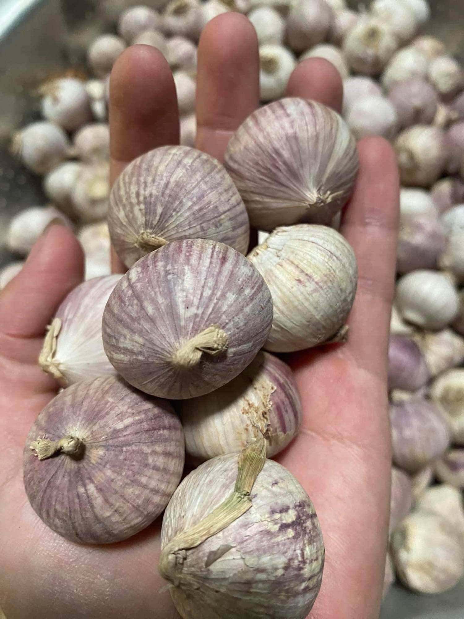 Tỏi cô đơn bóc sẵn túi 1kg( tặng 1 bàn chải đánh răng)