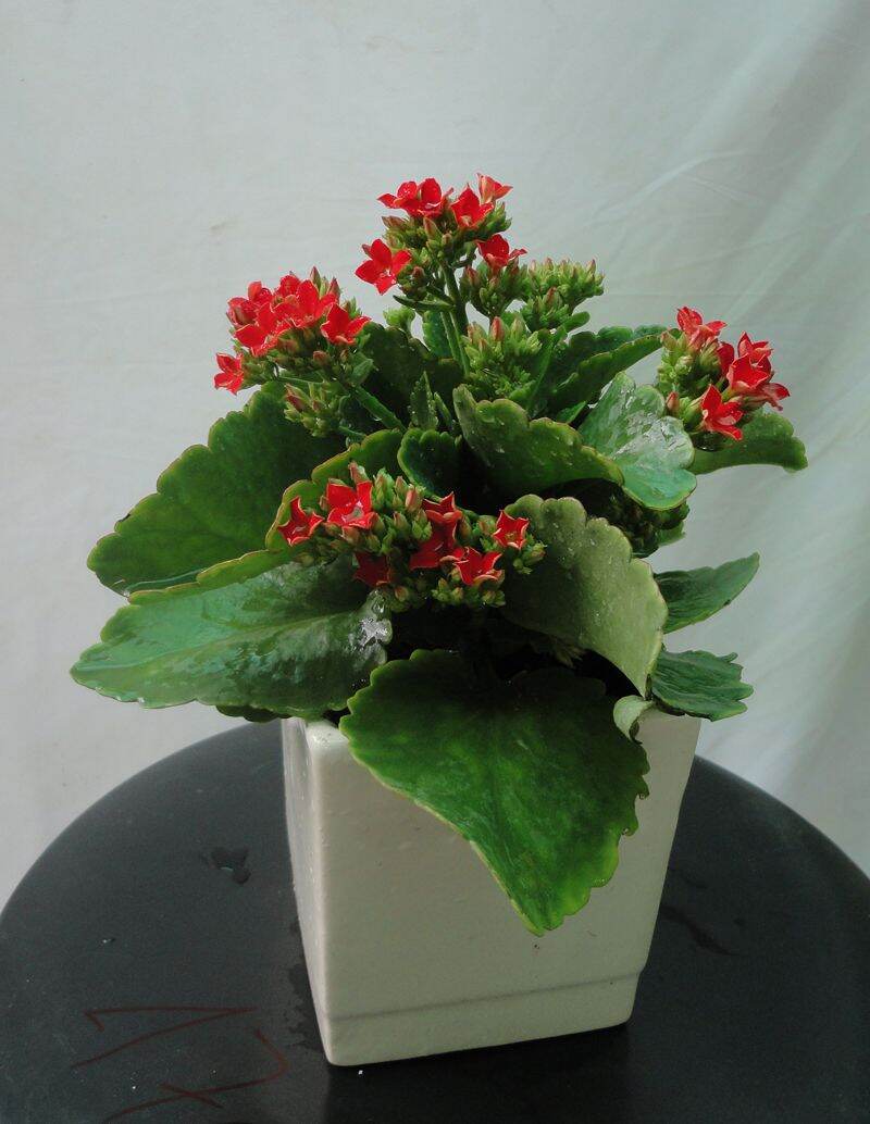 Cây hoa sống đời kép
