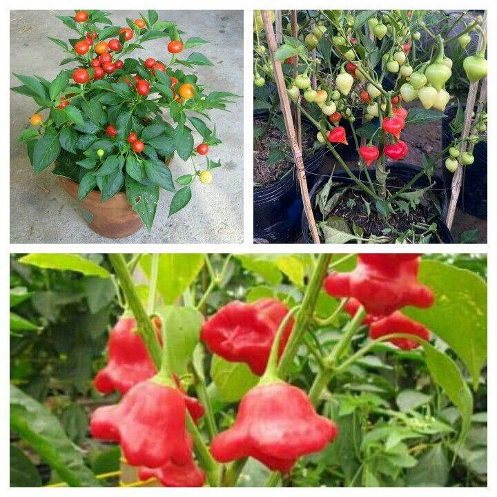 HẠT GIỐNG 10 LOẠI HẠT ỚT KIỂNG