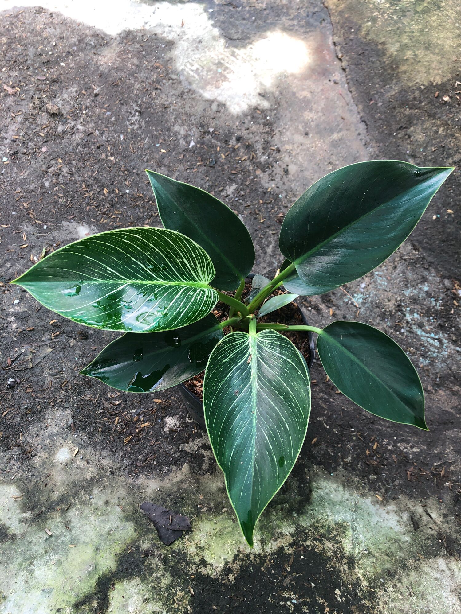 Cây đế vương hoàng kim - Philodendron birkin