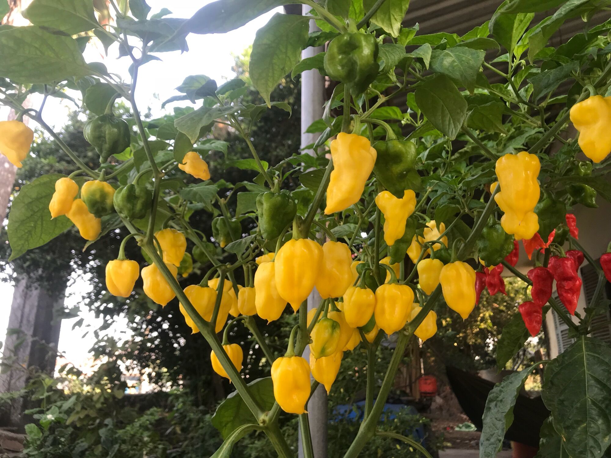 Quả ớt habanero tươi (đỏ, vàng, chocolate)