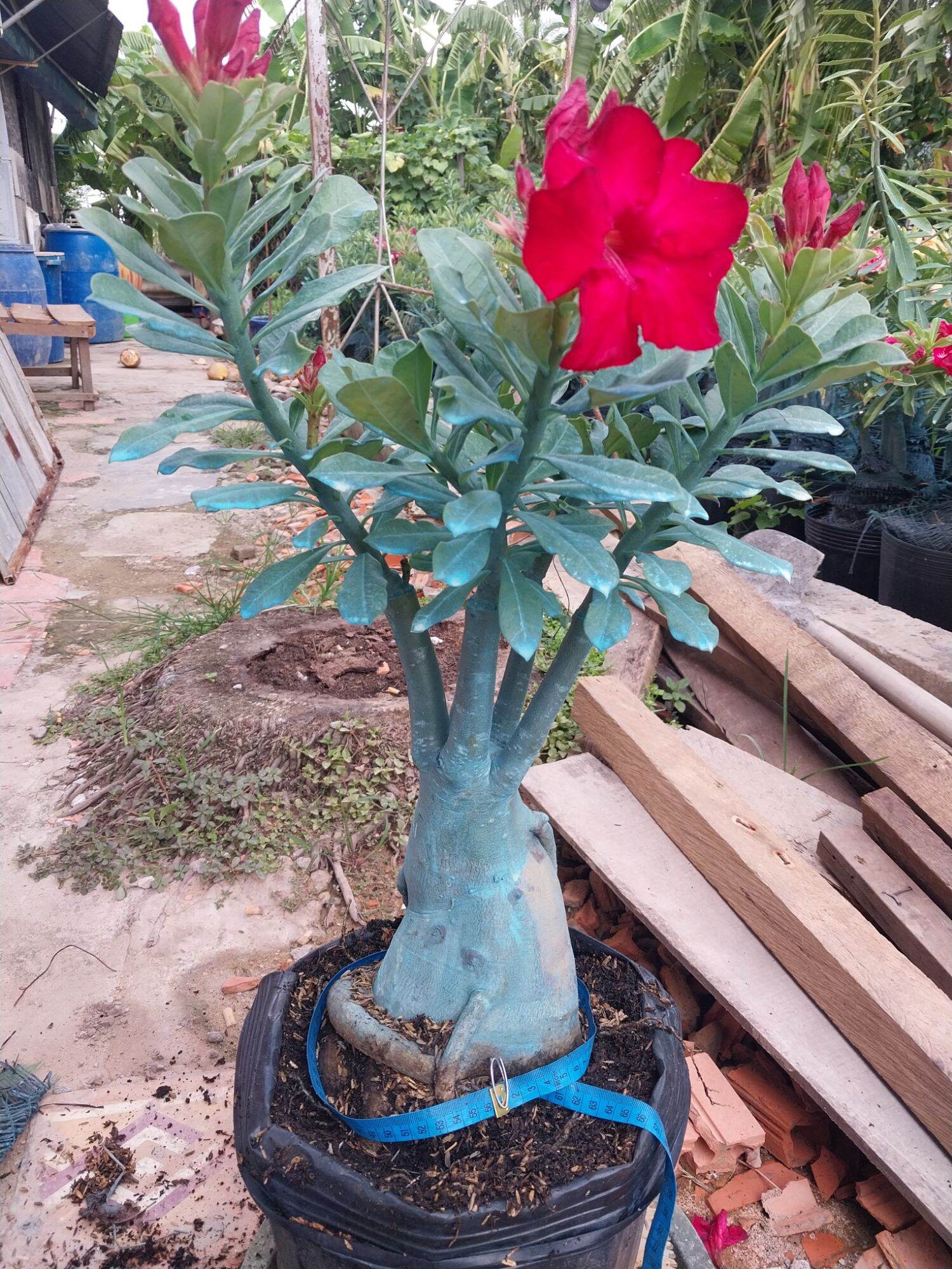 Sứ Thái ghép Củ rất to nhiều mặc hoa ( sip nhổ cây chỉ giao cây sứ )