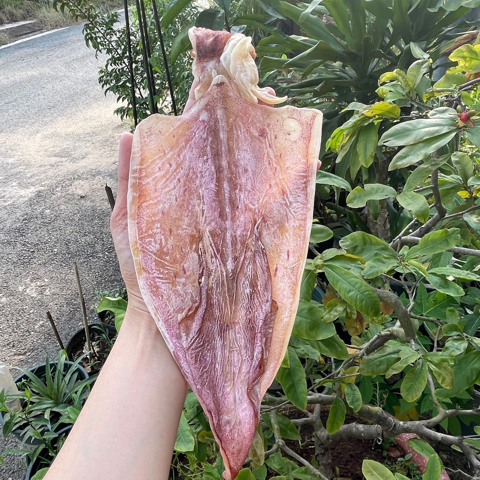 -100g / 01 con mực khô size 8- 10 con/1kg.mực khô đảo nam du.